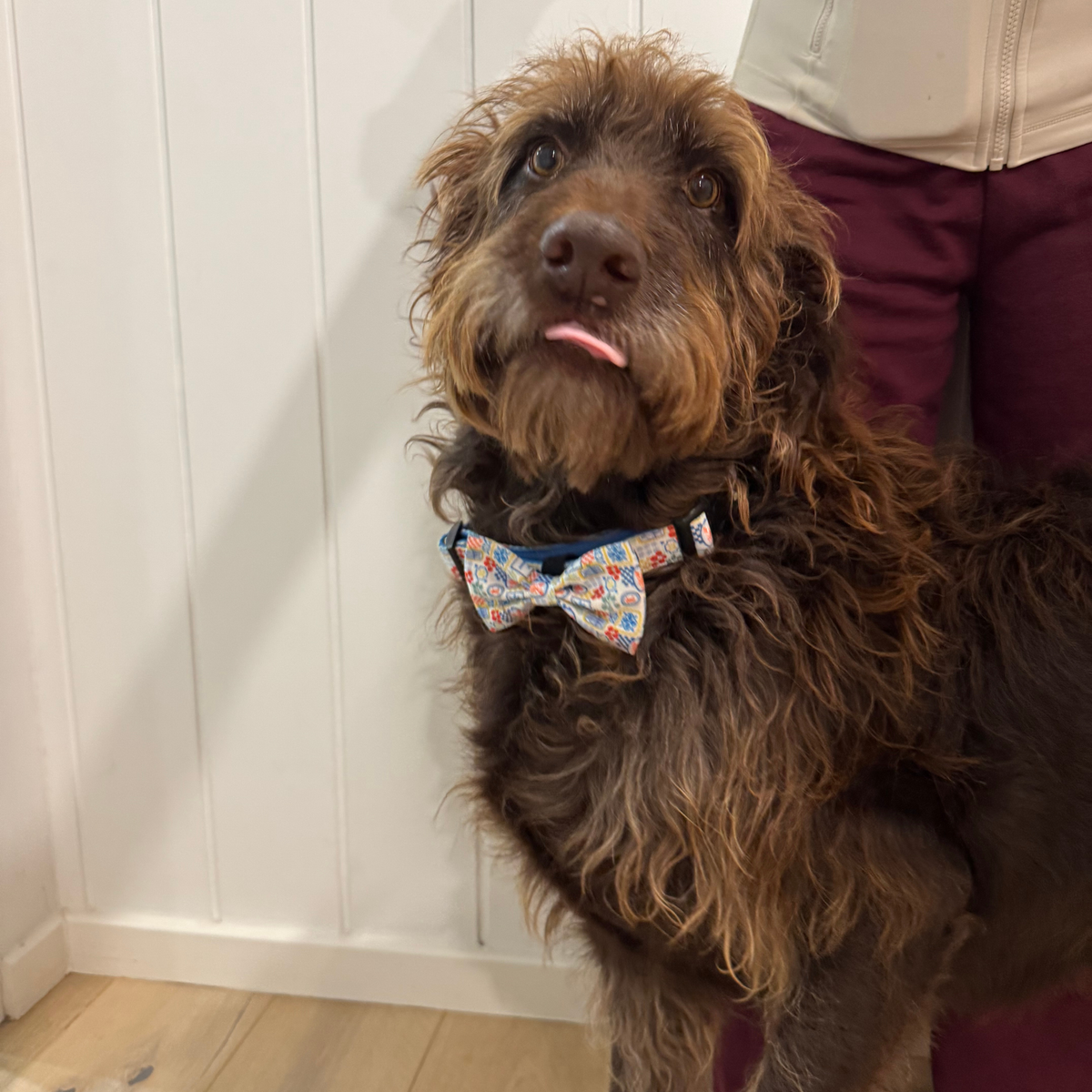 Riviera Bites Dog Bow Tie