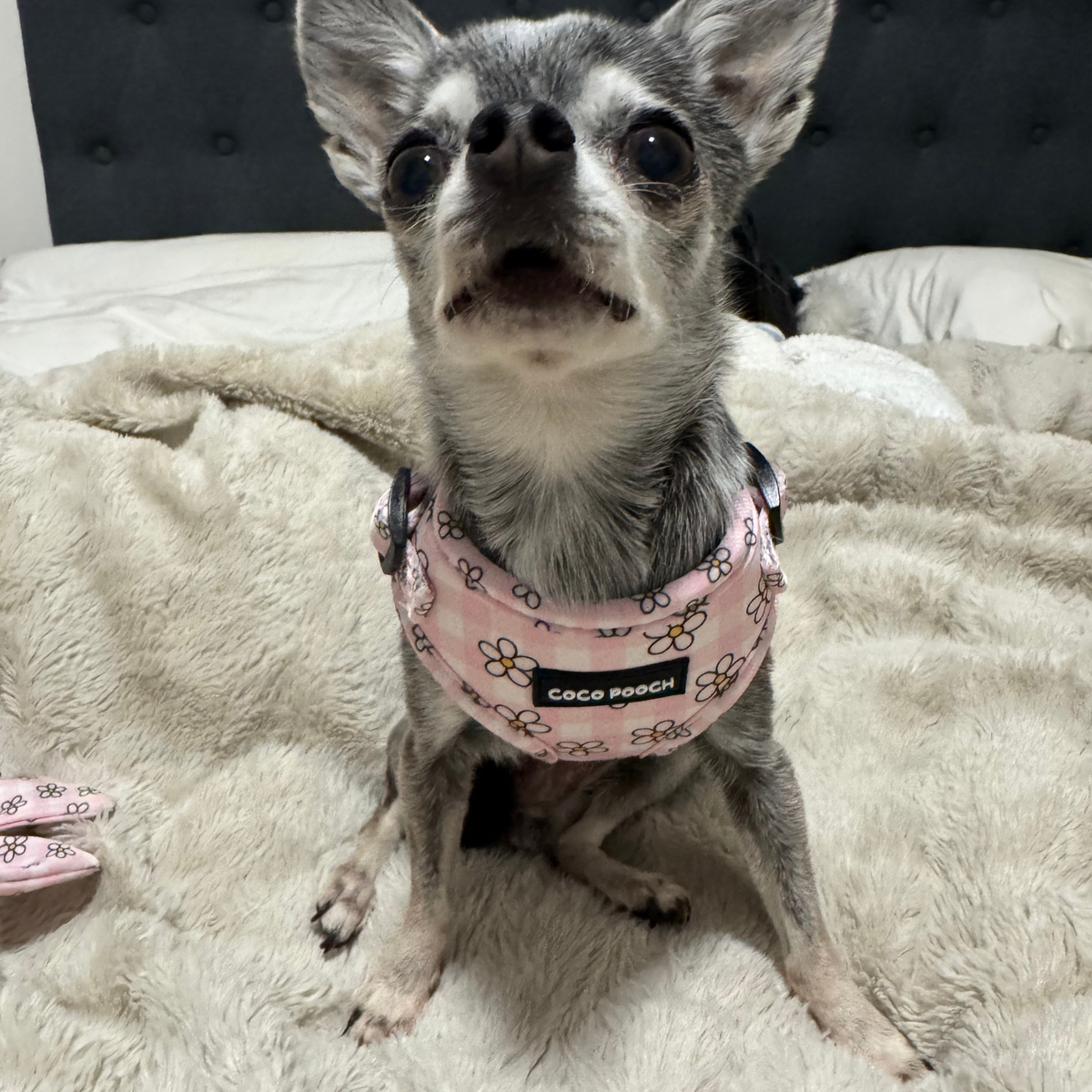 Blush Blooms Dog Harness