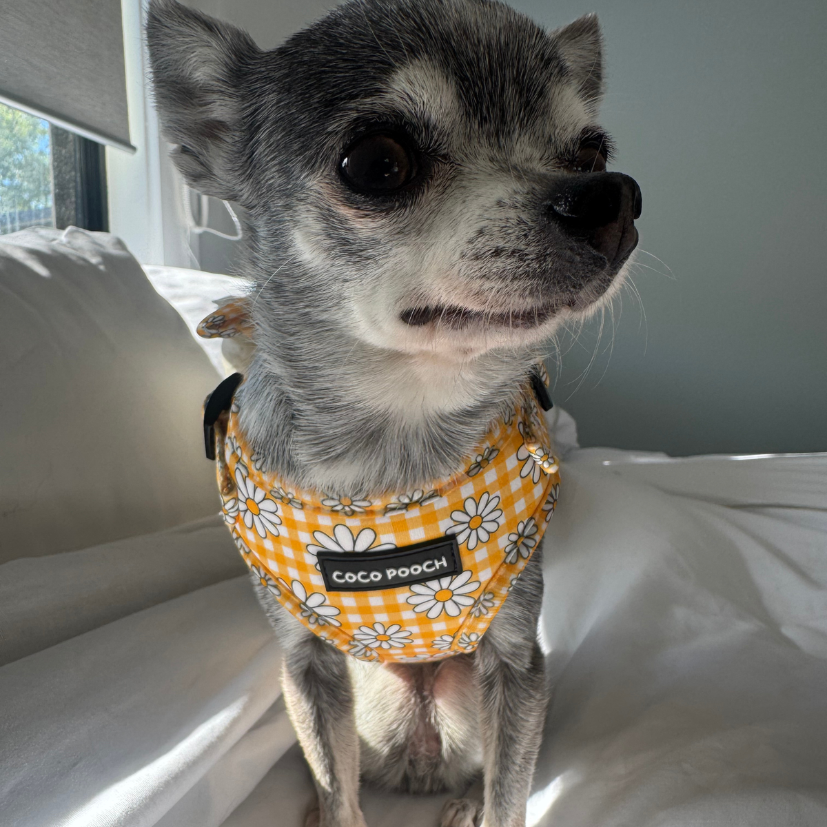 Sunny Blooms Dog Harness