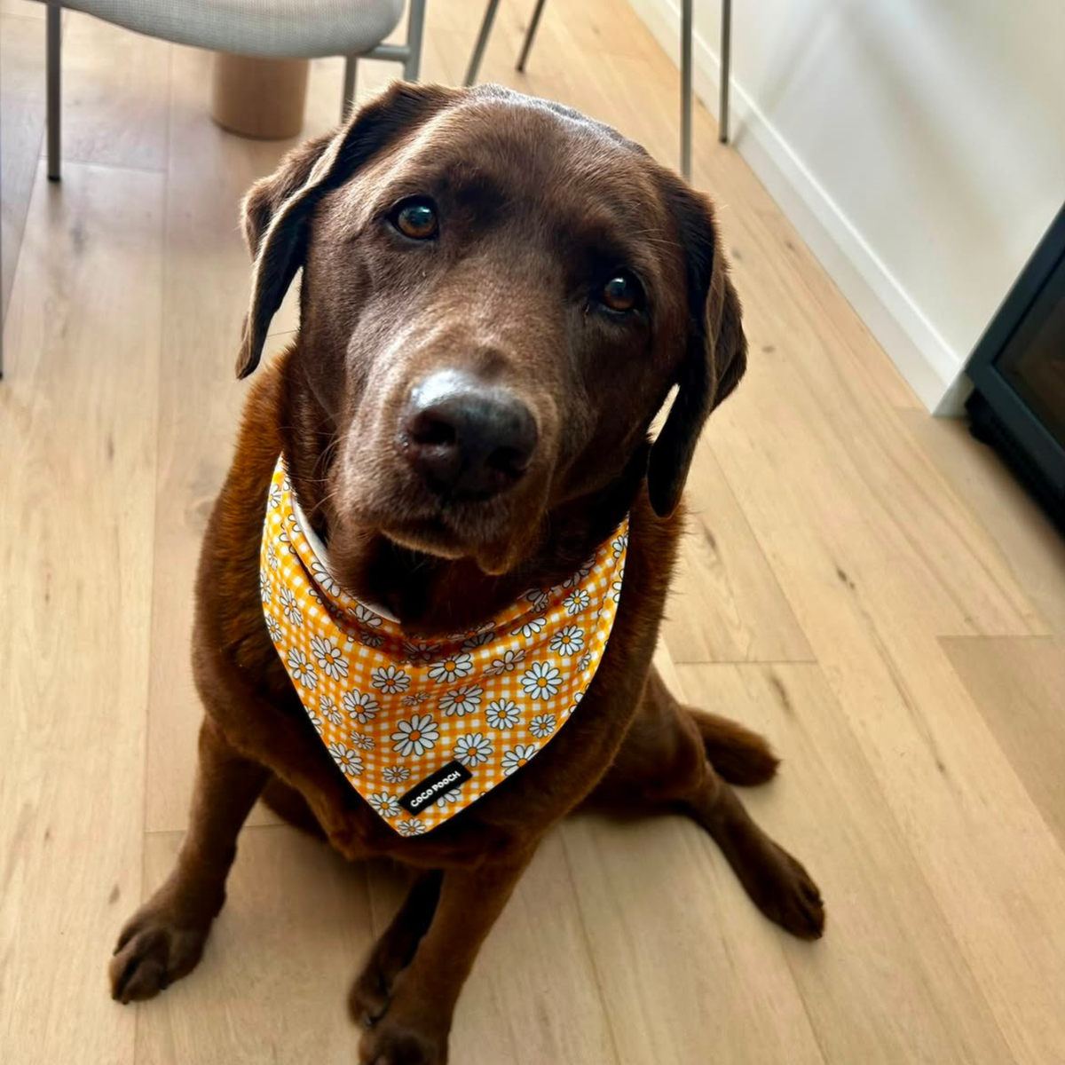 Sunny Blooms Dog Bandana