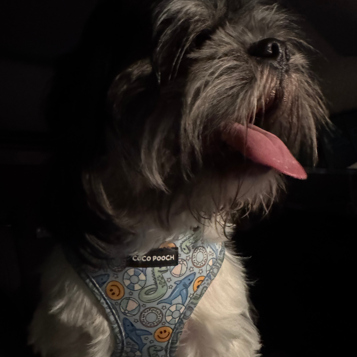 Summer Splash Dog Harness