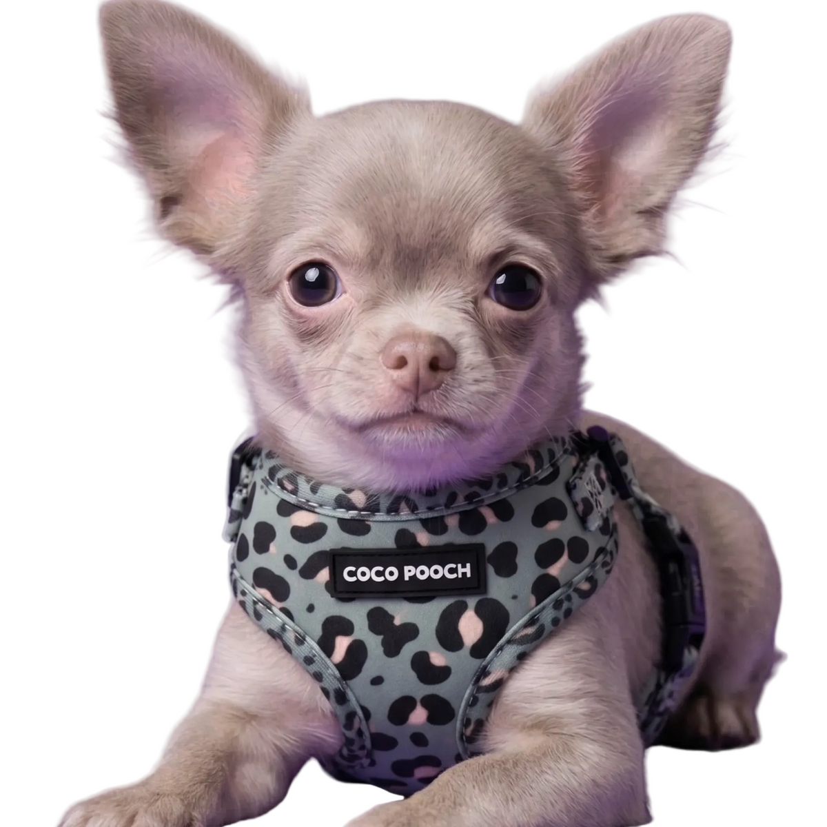 Sage Safari Dog Harness