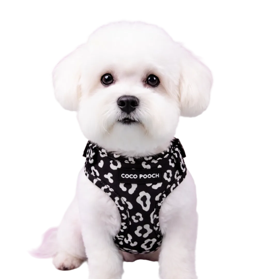 Midnight Safari Dog Harness