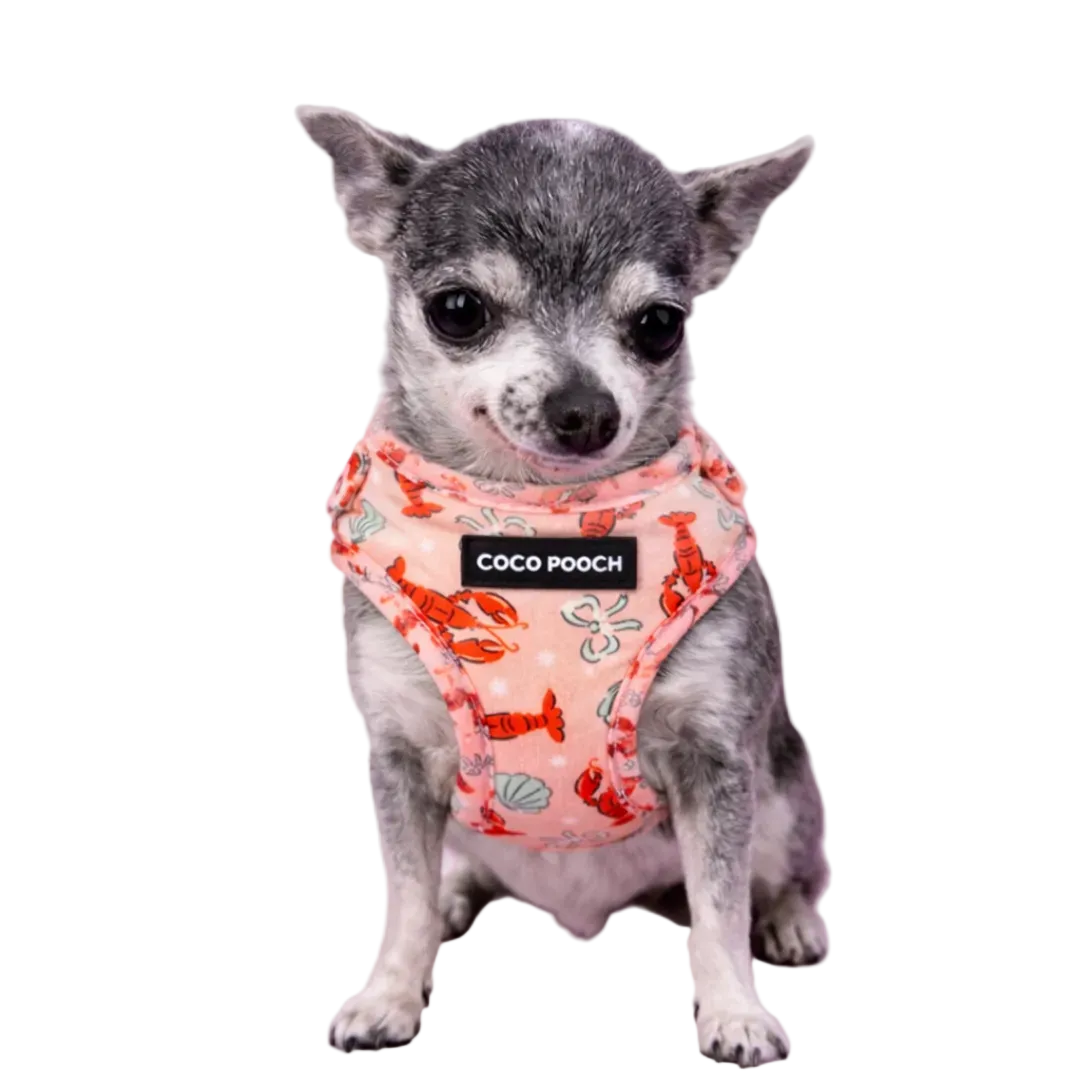 Lobster Love Dog Harness