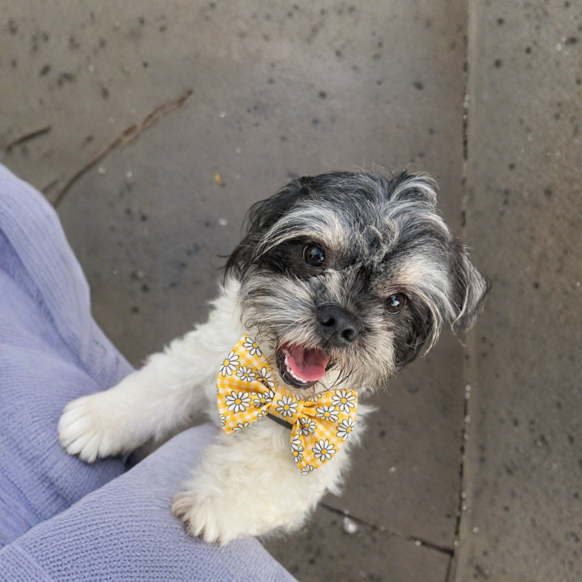 Sunny Blooms Dog Bow Tie
