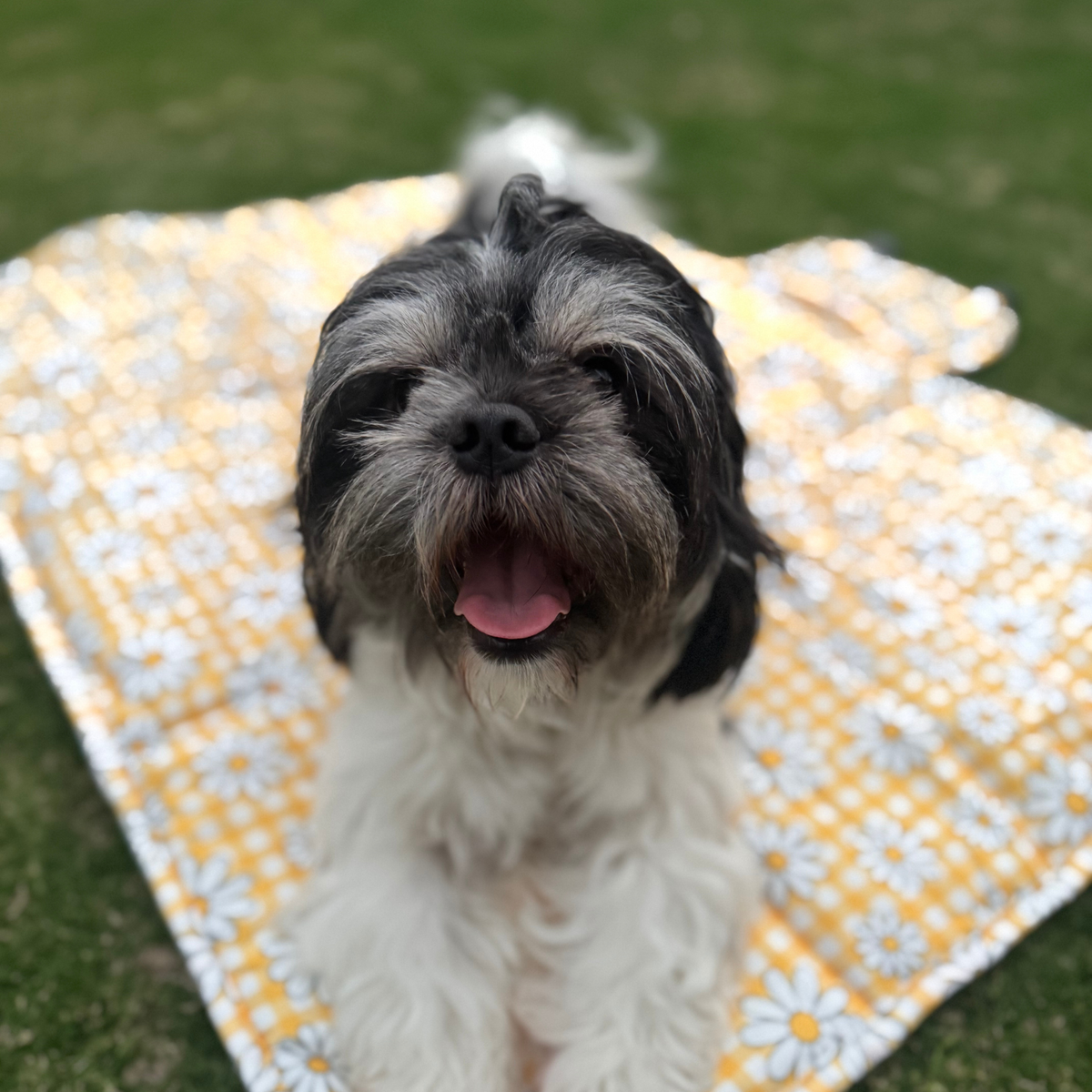 Sunny Blooms Dog Travel Mat