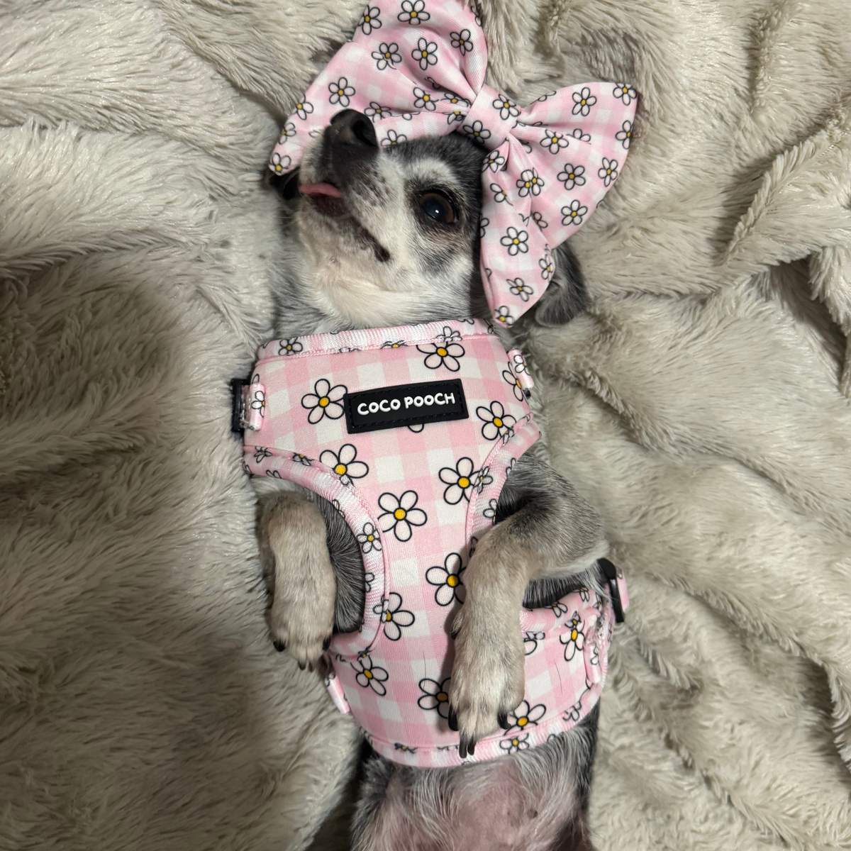 Blush Blooms Dog Harness