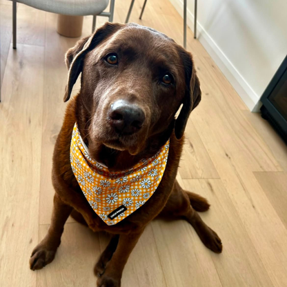 Sunny Blooms Dog Bandana