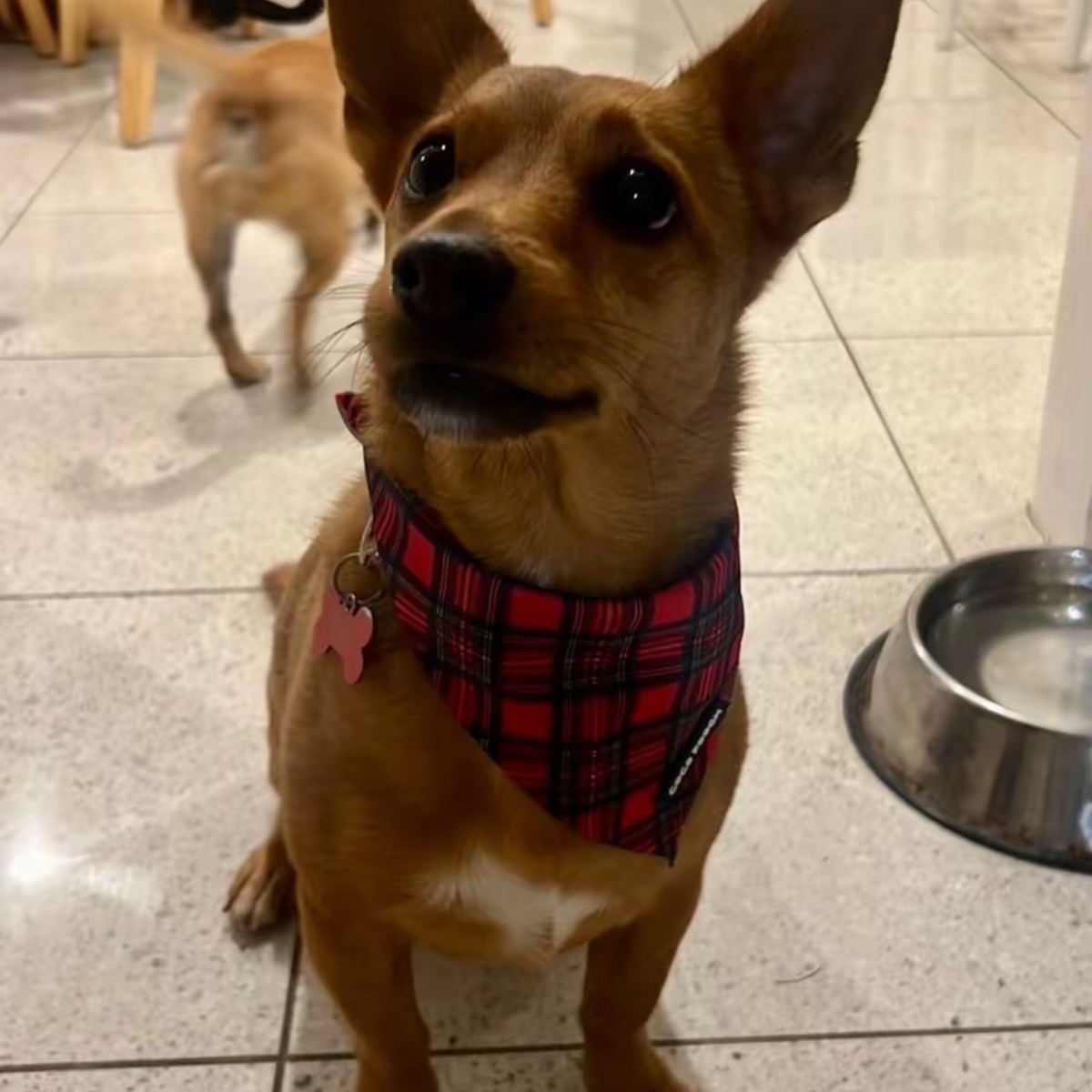 Tartan Treats Dog Bandana