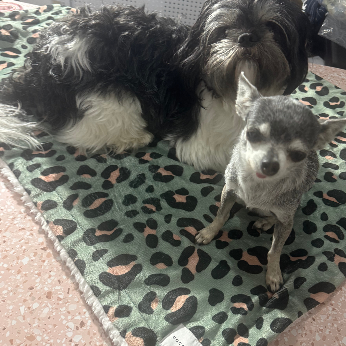 Sage Safari Dog Blanket