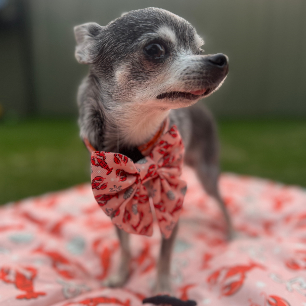 Lobster Love Dog Sailor Bow