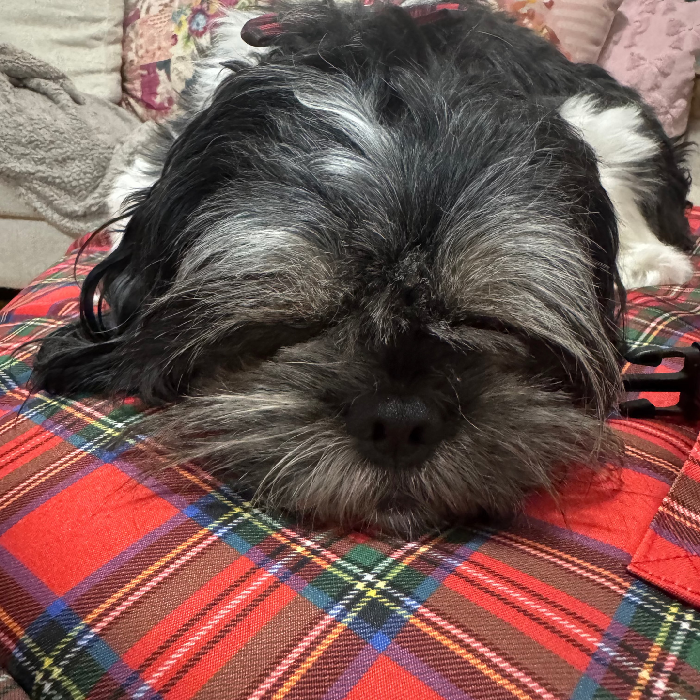 Tartan Treats Dog Travel Mat